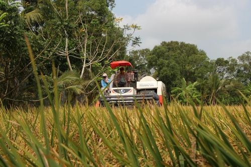Lúa đông xuân đầu vụ trúng mùa, trúng giá