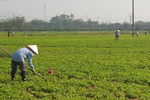 Ra đồng sớm