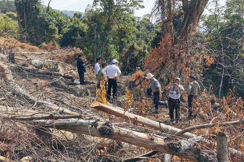Xác định 2 nghi can 'xẻ thịt' rừng phòng hộ ở Đà Lạt