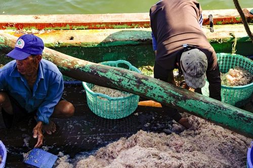 Ngư dân Bình Định kiếm tiền triệu chỉ sau vài giờ ra khơi