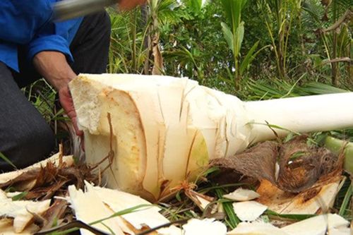 Trồng dừa rồi 'chặt bỏ', chàng trai trẻ đút túi mỗi năm gần trăm triệu