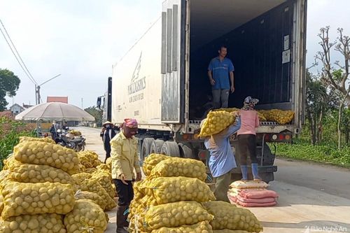 Nghệ An: Khoai tây được mùa được giá, nông dân phấn khởi