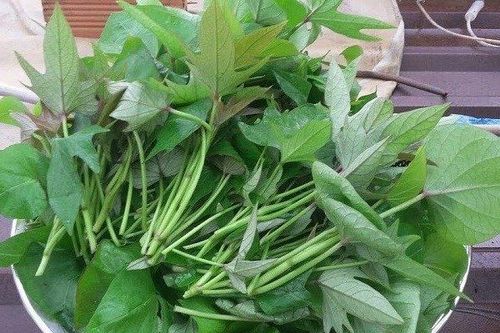 Rau lang tốt nhưng nhớ kỹ những điều này kẻo hại sức khỏe