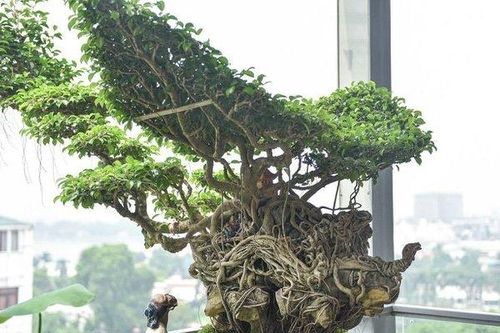 Mãn nhãn những cây sanh thế 'lạ' khiến nhiều đại gia chơi cây cảnh săn lùng