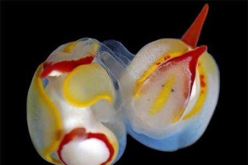 Kiểu giao phối kỳ lạ của hải sâm