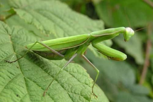 Chiêu thoát hiểm khi 'ân ái' của bọ ngựa đực