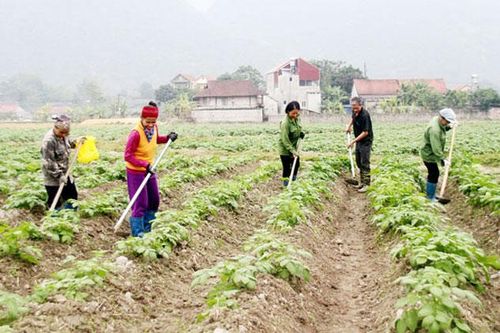 Đổi mới đào tạo, tư vấn phát triển hợp tác xã