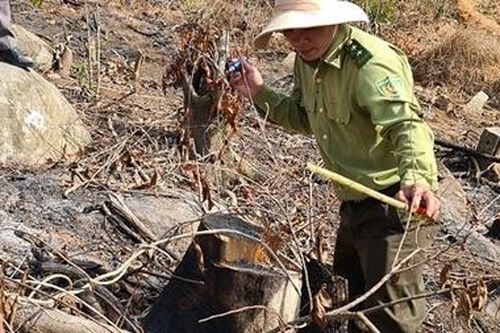 Điều tra vụ phá rừng phòng hộ ở Đà Lạt
