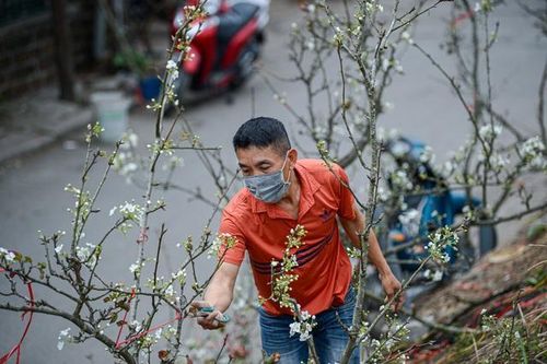Người Hà Nội tìm chơi hoa lê rừng sau Tết