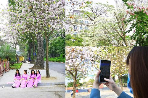 Đẹp nao lòng mùa hoa ban trên đường phố Hà Nội