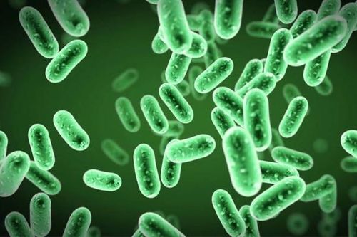 Tiềm năng của probiotics trong điều trị COVID-19