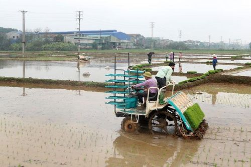 Huyện Thạch Thất: Hoàn thành trên 80% diện tích gieo trồng lúa vụ Xuân Hè