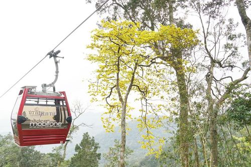 Chiêm ngưỡng Đại lão Mai vàng nơi cõi thiêng Yên Tử