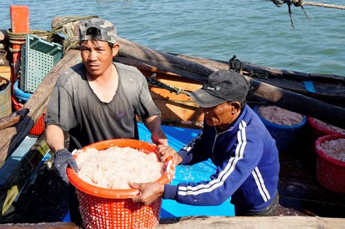 Ngư dân miền Trung phấn khởi vì 'lộc biển' đầu năm