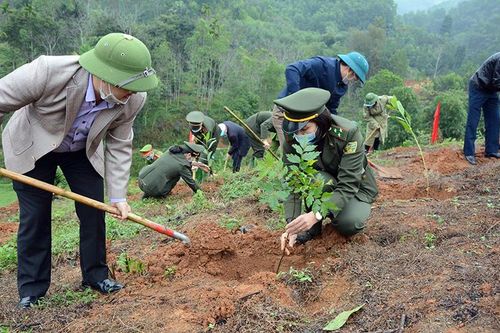 Yên Bái tập trung trồng mới hơn 3.000 ha rừng