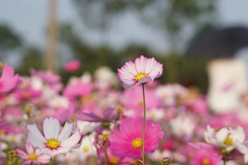 Mê mẩn cánh đồng hoa sao nhái rực rỡ tại Hà Tĩnh