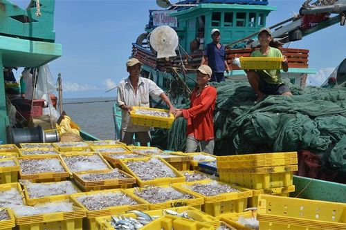 Cà Mau chung tay cùng cả nước gỡ 'thẻ vàng' IUU