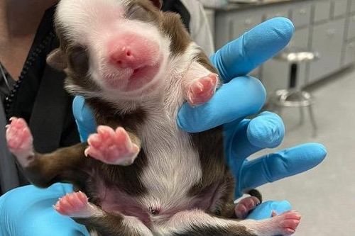 Làm quen chú cún sinh ra với 6 chân vẫn khỏe mạnh