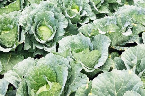 Nông dân Lâm Ðồng kêu gọi 'giải cứu' rau xanh
