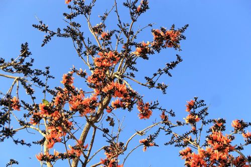 Ngắm loài hoa 'độc nhất vô nhị' ở Tây Nguyên