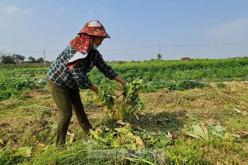 Rau ế ẩm, nông dân ngấn lệ đào bỏ làm thức ăn cho gia súc