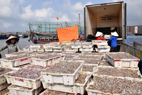 Hàng trăm tàu cá cập cảng lớn nhất Nghệ An sau 7 ngày ra khơi đầu năm mới