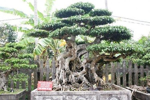 Cận cảnh cây sanh dáng 'kỳ quái', đại gia có tiền chưa chắc mua được