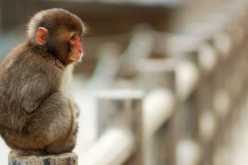 Khỉ cũng già giống hệt người