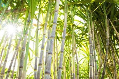 Giải pháp tạm thời cứu ngành mía đường Việt Nam