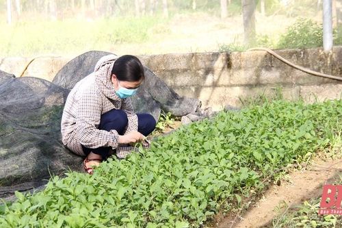 Bảo đảm nguồn cung ứng rau an toàn