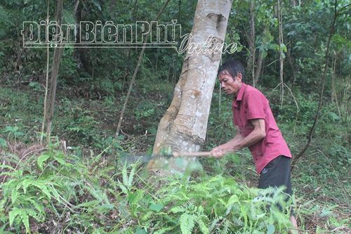 Tuần Giáo tăng cường bảo vệ, phòng chống cháy rừng