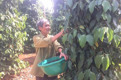 Lê Hải Thành: Bí thư chi bộ 'hai giỏi'
