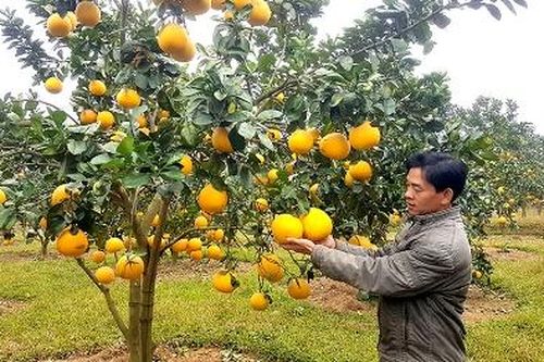 Vân Đồn phát triển kinh tế từ cây bưởi
