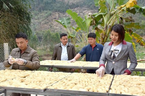 Nông dân Tri Phú làm kinh tế
