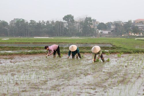 Ninh Lai đa dạng cây trồng vụ xuân
