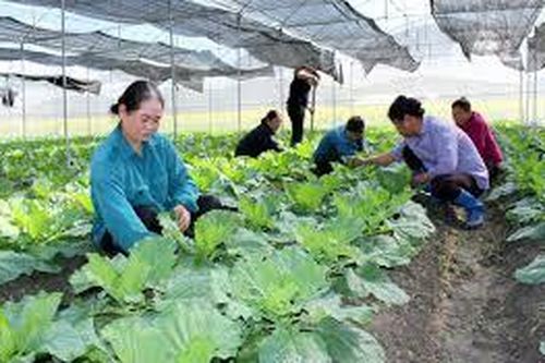 Nghiên cứu chuỗi giá trị rau an toàn tại thành phố Pleiku, tỉnh Gia Lai