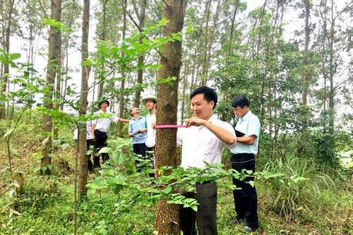 Tuyên Quang cần xây dựng chuỗi giá trị sản phẩm gỗ