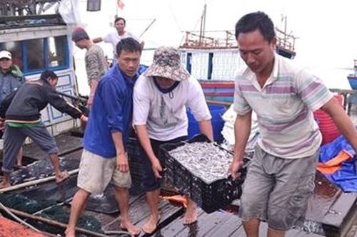 Ngư dân Quảng Trị trúng đậm 'lộc biển' đầu năm
