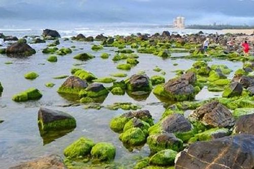 Khám phá vẻ đẹp mùa rêu Nam Ô