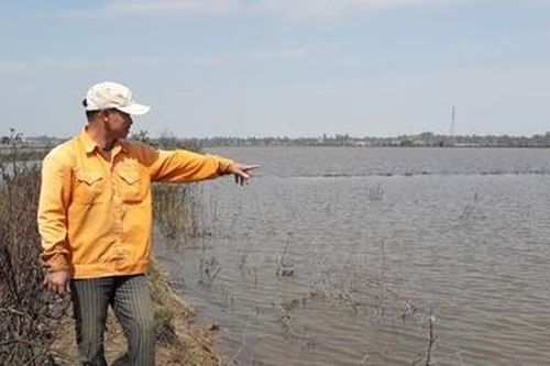 Nhiều diện tích rừng ngập mặn ở khu bảo tồn thiên nhiên vừa trồng đã chết