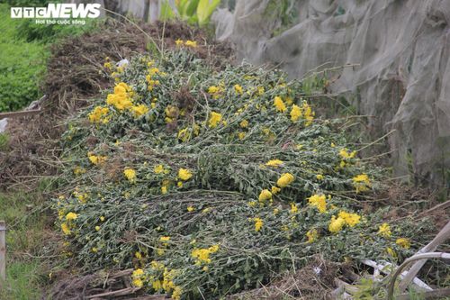 Cảnh chưa từng thấy ở làng hoa Tây Tựu nổi tiếng Hà Nội