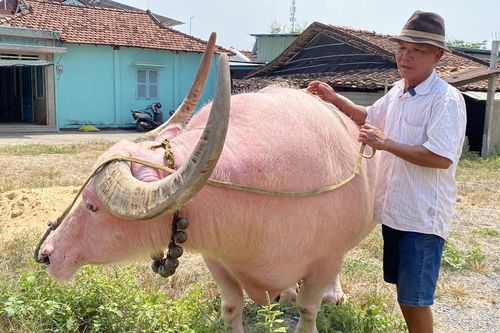 Kỳ lạ chú trâu màu hồng nặng gần 1,5 tấn gây sốt ở TP.HCM