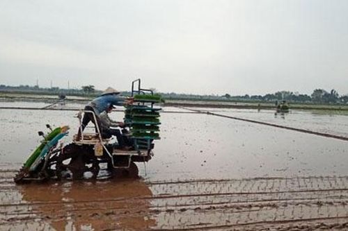 Hà Nội gieo cấy được hơn 45.000ha diện tích lúa vụ xuân