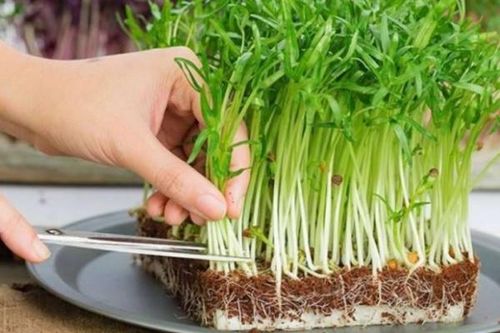 Những loại rau củ không được ăn sống