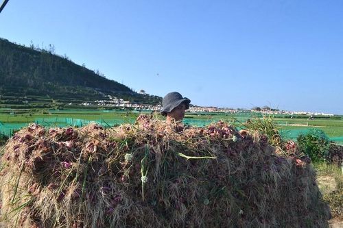 Trồng hành tím trái vụ trên đảo Lý Sơn
