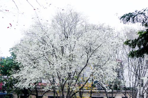 Ngỡ ngàng với vẻ đẹp hoa sưa nở trắng khắp phố phường Hà Nội