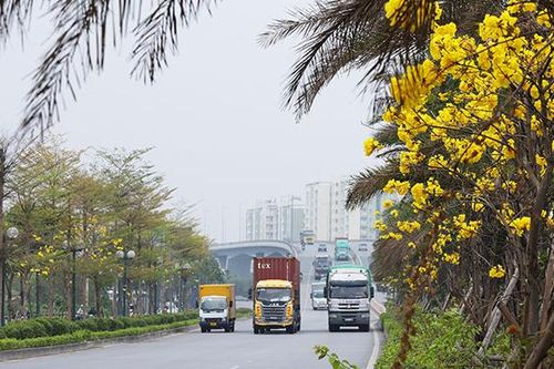 Hàng cây Phong Linh 'độc nhất' khoe sắc vàng rực rỡ giữa lòng thủ đô