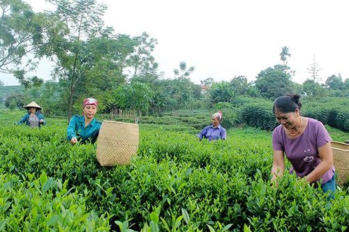 Thái Nguyên nâng cao hiệu quả hoạt động của hợp tác xã
