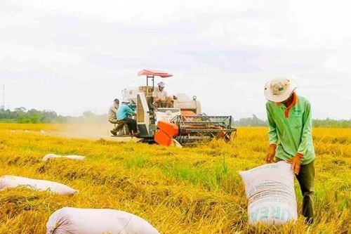 Vụ đông xuân thắng lợi nhờ xuống giống sớm