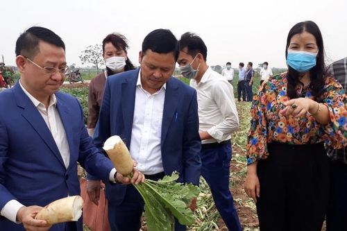 Nông sản Hà Nội trước tình trạng cung vượt cầu